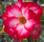 Sementes de Rosa do Deserto (Adenium)