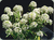 Sementes de Alyssum Branco