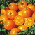 Sementes de Tomate Golden Sunray