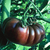 Sementes de Tomate Purple Calabash