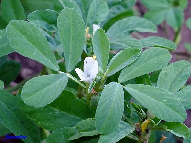 Sementes de Feno-Grego (Trigonella foenum-graecum) - Preço: €1.15