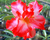 Sementes de Rosa do Deserto (Adenium)