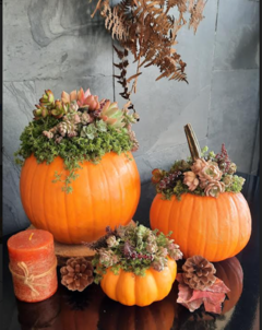 Trio de Calabazas con Suculentas Naturales.