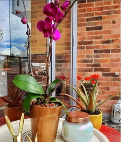 Fucsia Orquídeas