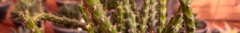 Banner da categoria Euphorbias