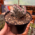 Euphorbia Láctea Cristata Variegata - Pote 11 - comprar online