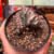 Euphorbia Láctea Cristata Variegata - Pote 11 na internet