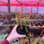 Suculenta Euphorbia Tirucalli - Avelós - Graveto ou Palito de Fogo - comprar online