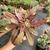 Euphorbia Francoisii - n60 - comprar online