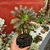 Aeonium Arboreo Atropurpurea - comprar online