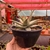 Aloe Moonglow - cuia 17 - comprar online