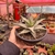 Aloe Moonglow - cuia 17 na internet