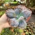 Echeveria Gibbiflora Blue Cat (cabeça)