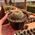 Rebutia Lilacinorosea - Pote 11 - comprar online