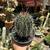 Cactos Saguaro - pote 14 - comprar online