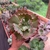 Echeveria Gibbiflora Mid way - comprar online