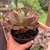 Echeveria Gibbiflora Mid way na internet
