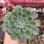 Echeveria Paula - comprar online