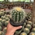 Echinocactus Grusonii - Cacto-bola, Poltrona-de-sogra - pote 14 na internet