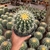 Echinocactus Grusonii - Cacto-bola, Poltrona-de-sogra - pote 14 - comprar online
