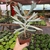 Cotyledon orbiculata 'Elk Horn' - Chifre de Alce