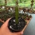 Euphorbia Boranensis - comprar online