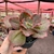 Echeveria Gibbiflora Grande Roseo - comprar online