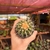 Echinocactus Grusonii - Cacto-bola, Poltrona-de-sogra - pote 7