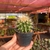 Echinocactus Grusonii - Cacto-bola, Poltrona-de-sogra - pote 7 - comprar online