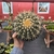 Echinocactus Grusonii - Cacto-bola, Poltrona-de-sogra - Pote 18 - comprar online