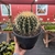 Echinocactus Grusonii - Cacto-bola, Poltrona-de-sogra - Pote 18 na internet