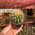 Echinocactus Grusonii - Cacto-bola, Poltrona-de-sogra - pote 7 na internet