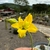 Pachypodium Horombense - Palmeira de Madagascar Flor Amarela - Média - loja online