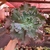 Echeveria Gibbiflora Verrugas