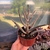 Cotyledon orbiculata 'Elk Horn' - Chifre de Alce - comprar online
