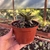 Gasterhaworthia Sp - Pote 11 - comprar online