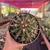 Ferocactus Horridus - Pote 11 - comprar online