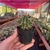 Ferocactus Horridus - Pote 07 - comprar online