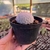 Mammillaria Plumosa - Pote 11 - comprar online