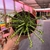 Euphorbia Flanaganii - Cabeça de Medusa na internet