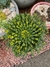 Euphorbia Flanaganii - Cabeça de Medusa - Fazenda das Suculentas