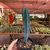 Myrtillocactus geometrizans - Pote 11 - comprar online
