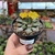 Titanopsis Calcarea na internet