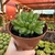 Haworthia Cooperi Truncata - COLEÇÃO - comprar online