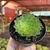 Aeonium Tabuliforme - comprar online