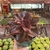 Echeveria Gibbiflora Autumn Flame - comprar online