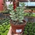 Crassula Perforata Ivory Tower na internet