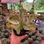 Echeveria Gibbiflora Mouton - comprar online