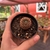 Notocactus Rutilans - Pote 07 - comprar online