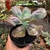 Echeveria Gibbiflora Paul Bunyan - comprar online